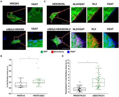 GABAA receptors and neuroligin 2 synergize to promote synaptic adhesion and inhibitory synaptogenesis